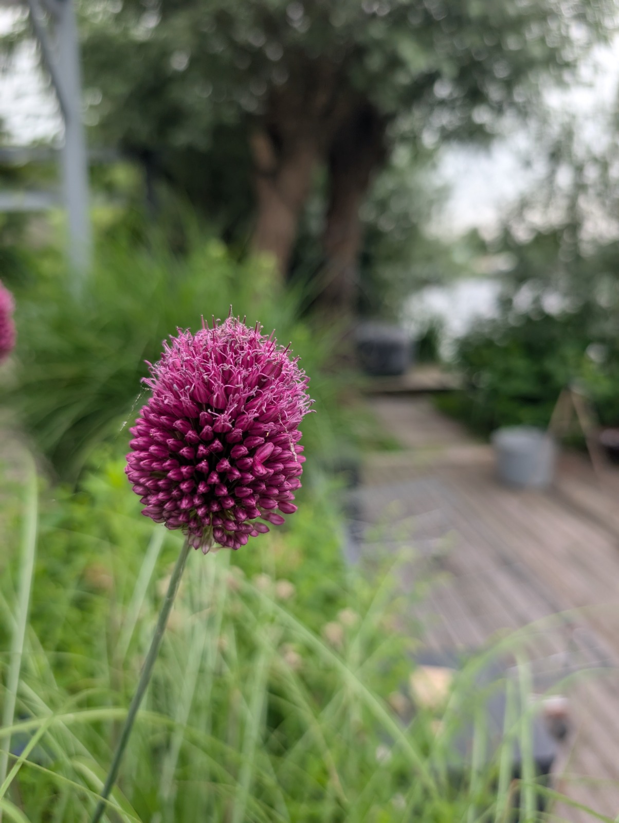 Paarse allium in een border
