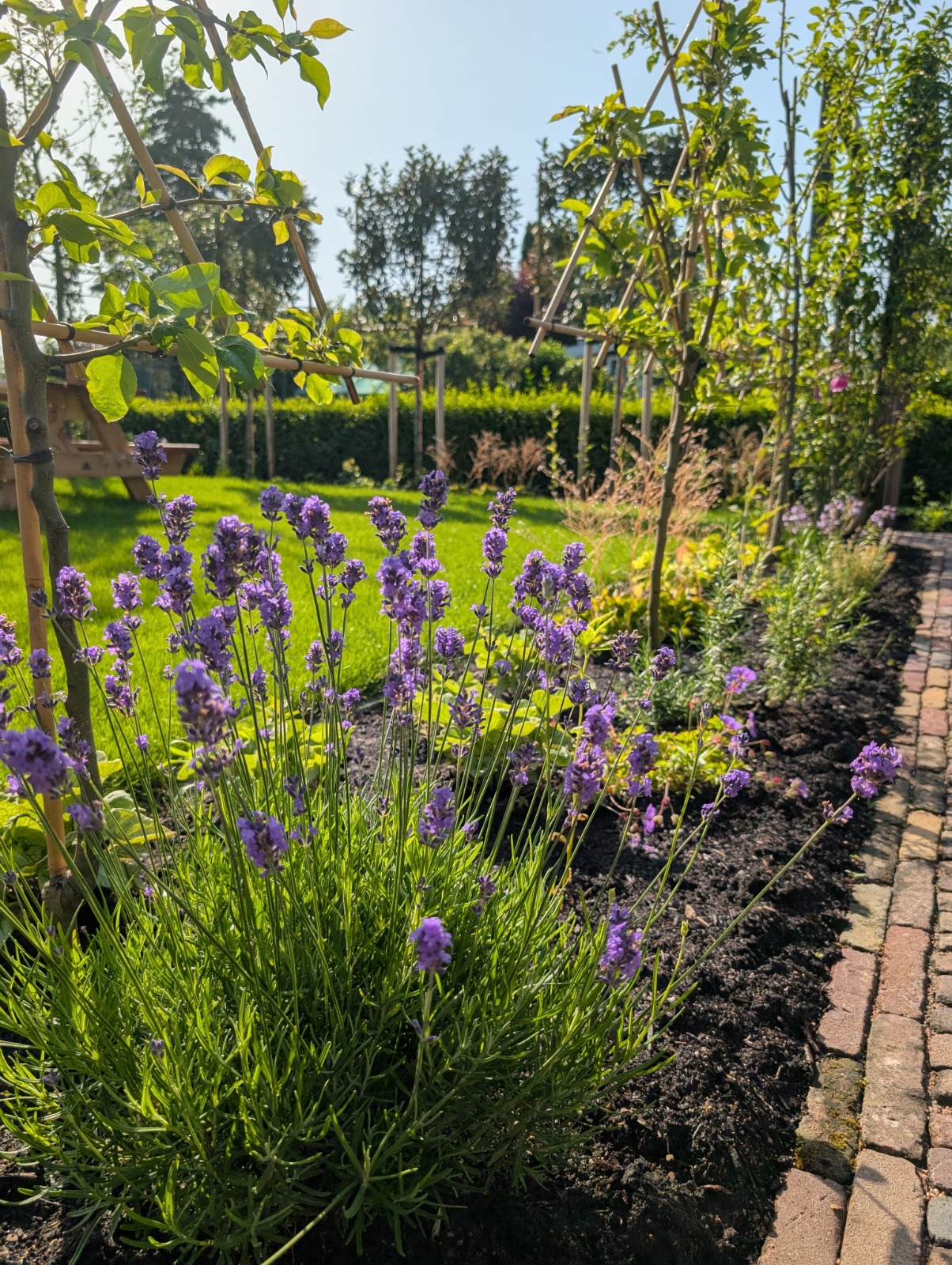 Lavendelborder in een zonnige tuin