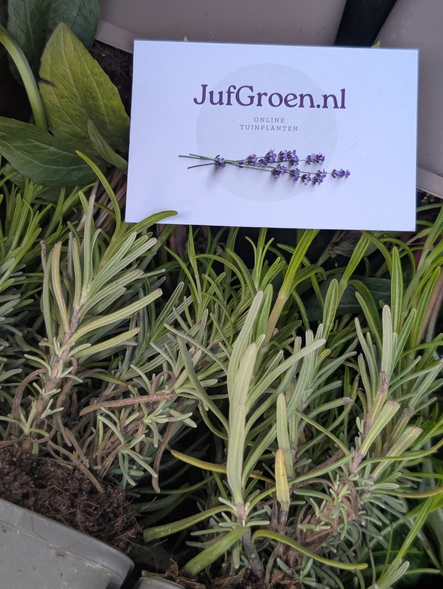 Kaartje van JufGroen.nl tussen jonge lavendelplanten
