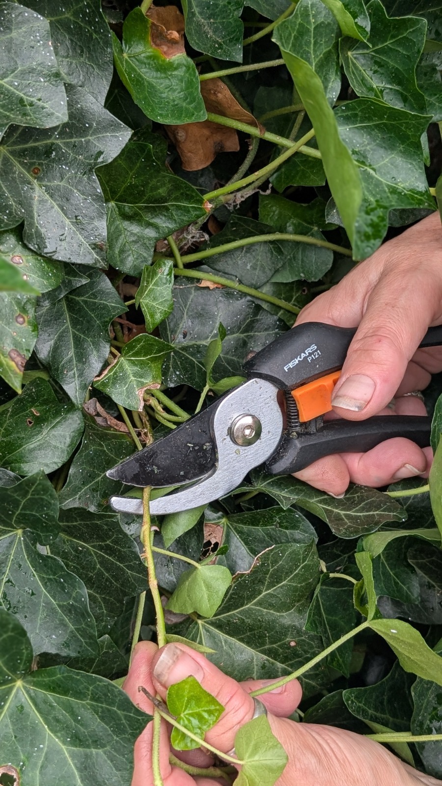 Snoeischaar knipt een klimoprank door